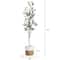 7ft. Olive Tree with Natural Trunk in Handmade Jute Basket